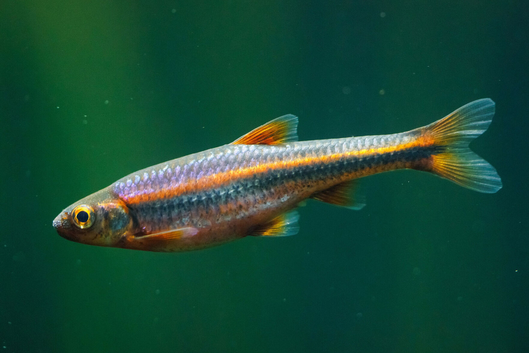 Rainbow Shiner